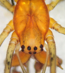 Tetragnatha versicolor