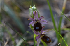 Ophrys bertolonii flavicans