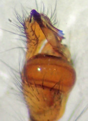 Tetragnatha versicolor