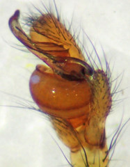 Tetragnatha versicolor