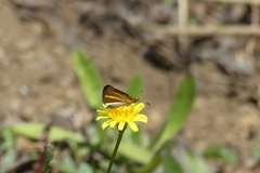 Butleria fruticolens