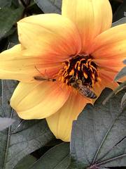 Apis mellifera