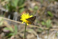 Butleria fruticolens