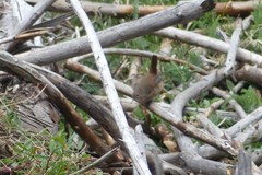 Troglodytes aedon chilensis