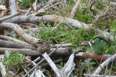 Troglodytes aedon chilensis