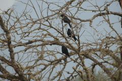 Curaeus curaeus curaeus