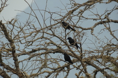 Curaeus curaeus curaeus