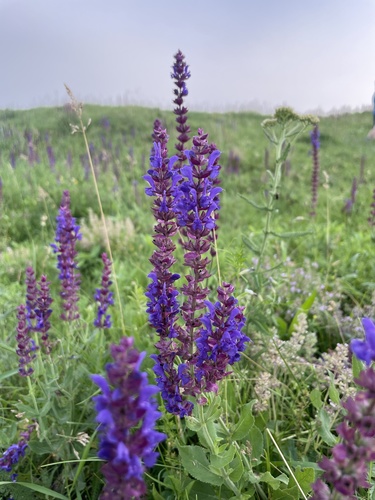 Purple Wood Sage