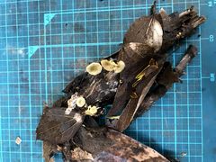 オリーブサカズキタケ