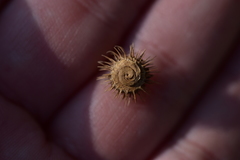 Medicago disciformis