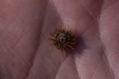 Medicago disciformis