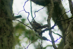 Aphrastura spinicauda spinicauda