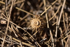 Medicago disciformis