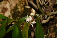 Angraecum bracteosum image