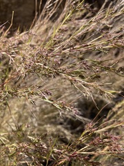 Muhlenbergia dumosa