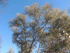 Populus alba