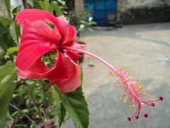 Hibiscus rosa-sinensis