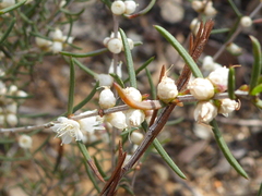 Hypocalymma