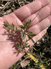 Amygdalus