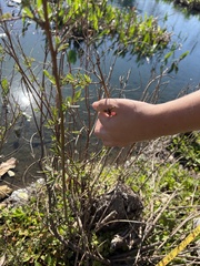 Amygdalus