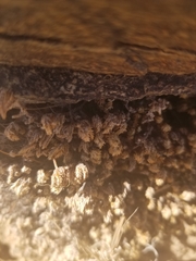 Selaginella eremophila