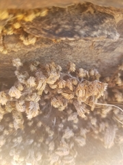 Selaginella eremophila