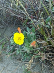 Camissoniopsis cheiranthifolia cheiranthifolia