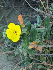 Camissoniopsis cheiranthifolia cheiranthifolia