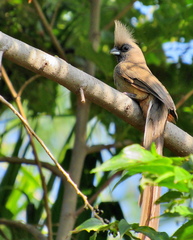 Colius striatus minor