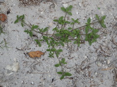 Richardia grandiflora