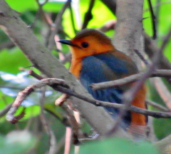 Cossypha natalensis natalensis
