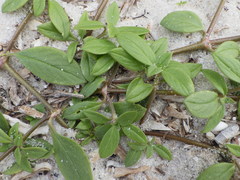 Richardia grandiflora