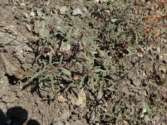 Monardella douglasii