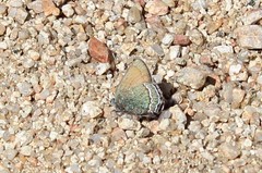 Callophrys mcfarlandi