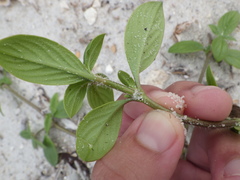Richardia grandiflora