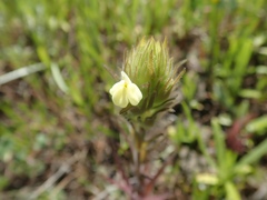 Castilleja rubicundula