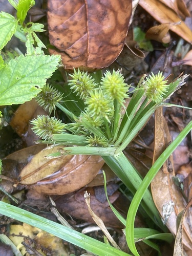Cyperus echinatus image