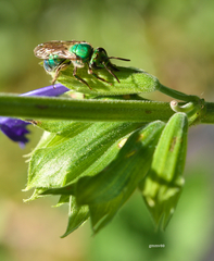 Salvia guaranitica