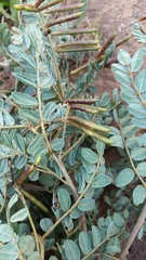 Indigofera lyallii