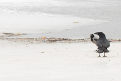 Corvus corax