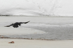 Corvus corax