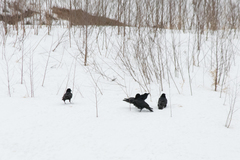 Corvus corax