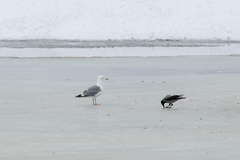 Larus argentatus