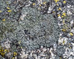 Phaeophyscia sciastra