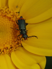Haplomalachius flabellatus