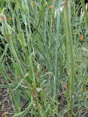 Tragopogon porrifolius