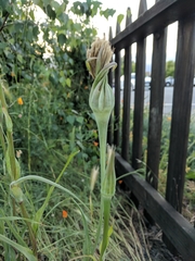 Tragopogon porrifolius
