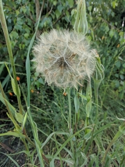 Tragopogon porrifolius