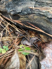 Eurycea chamberlaini