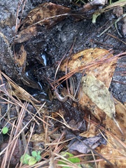 Eurycea chamberlaini